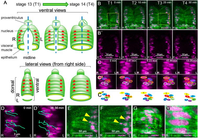 https://cdn.ncbi.nlm.nih.gov/pmc/blobs/b4d6/8126412/1bb954e697a8/develop-148-198507-g1.jpg