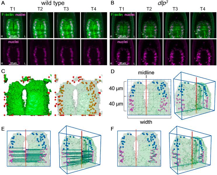 https://cdn.ncbi.nlm.nih.gov/pmc/blobs/b4d6/8126412/996ed92cc42d/develop-148-198507-g3.jpg