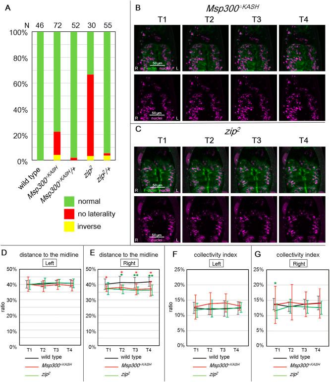 https://cdn.ncbi.nlm.nih.gov/pmc/blobs/b4d6/8126412/cef9c7a88325/develop-148-198507-g5.jpg