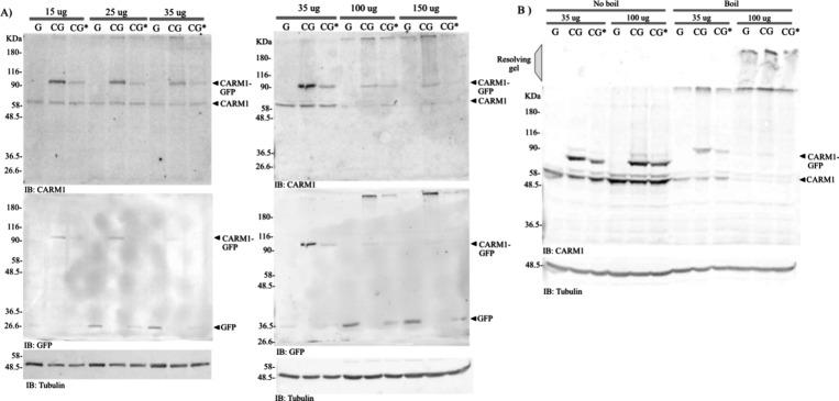 https://cdn.ncbi.nlm.nih.gov/pmc/blobs/b4d9/11425859/ceefab1bbdc5/ao4c06360_0001.jpg