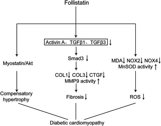 https://cdn.ncbi.nlm.nih.gov/pmc/blobs/b4dc/8353454/8b80f104ec63/fphar-12-683335-g007.jpg