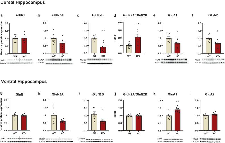 https://cdn.ncbi.nlm.nih.gov/pmc/blobs/b4e2/10879511/009310ce5365/41398_2024_2815_Fig3_HTML.jpg