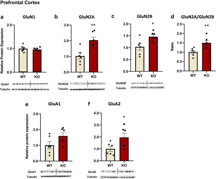 https://cdn.ncbi.nlm.nih.gov/pmc/blobs/b4e2/10879511/cbbc6addbc56/41398_2024_2815_Fig2_HTML.jpg