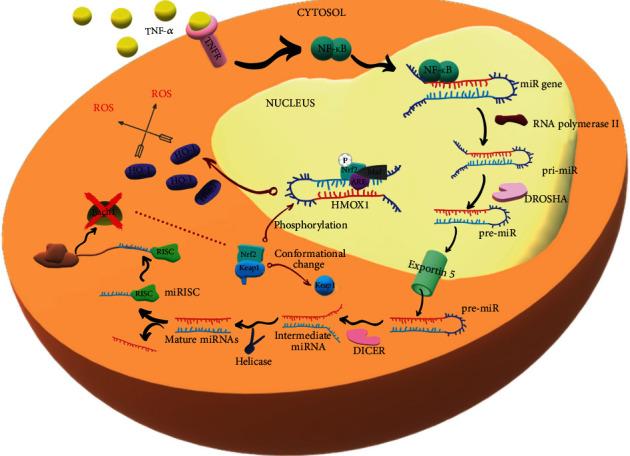 https://cdn.ncbi.nlm.nih.gov/pmc/blobs/b4e2/7785350/4ca81fa3415a/OMCL2020-6627144.005.jpg