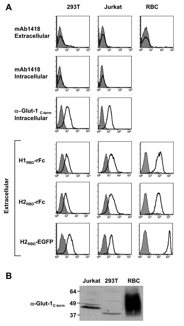 https://cdn.ncbi.nlm.nih.gov/pmc/blobs/b4e8/1876471/04e236f7ac8e/1742-4690-4-31-2.jpg