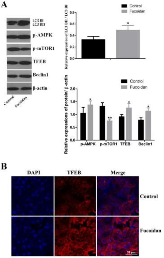 https://cdn.ncbi.nlm.nih.gov/pmc/blobs/b4e9/10722478/53fef354f65f/IJBMS-27-31-g005.jpg