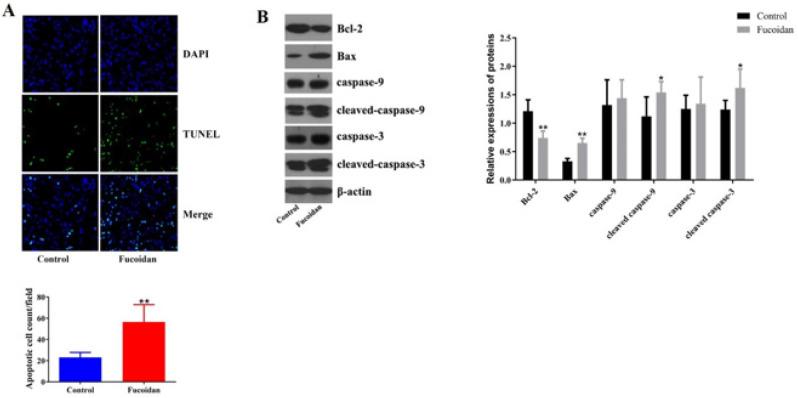 https://cdn.ncbi.nlm.nih.gov/pmc/blobs/b4e9/10722478/fcf8b9566b26/IJBMS-27-31-g004.jpg