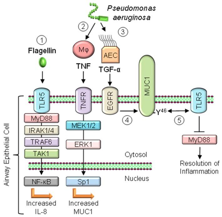 https://cdn.ncbi.nlm.nih.gov/pmc/blobs/b4ea/5742799/020afe1e7f71/jcm-06-00110-g002.jpg