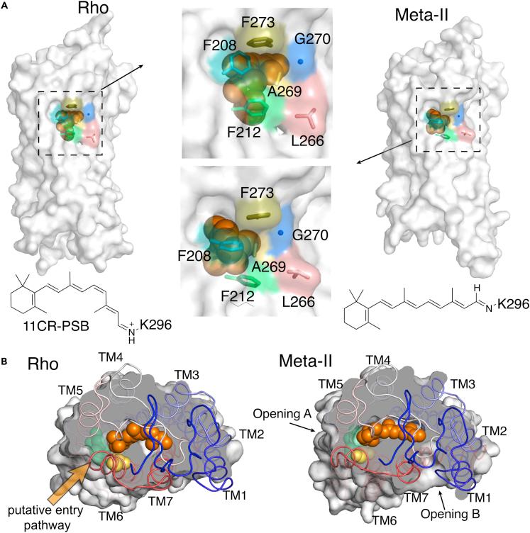 https://cdn.ncbi.nlm.nih.gov/pmc/blobs/b4ef/8958324/08af4bd9b5da/gr1.jpg