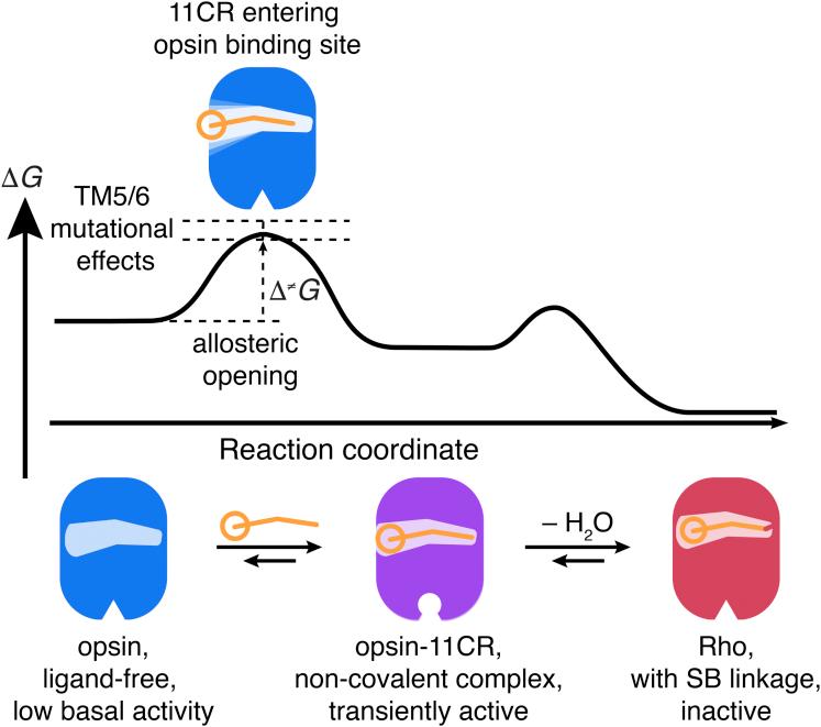 https://cdn.ncbi.nlm.nih.gov/pmc/blobs/b4ef/8958324/4ead0bed710f/gr6.jpg