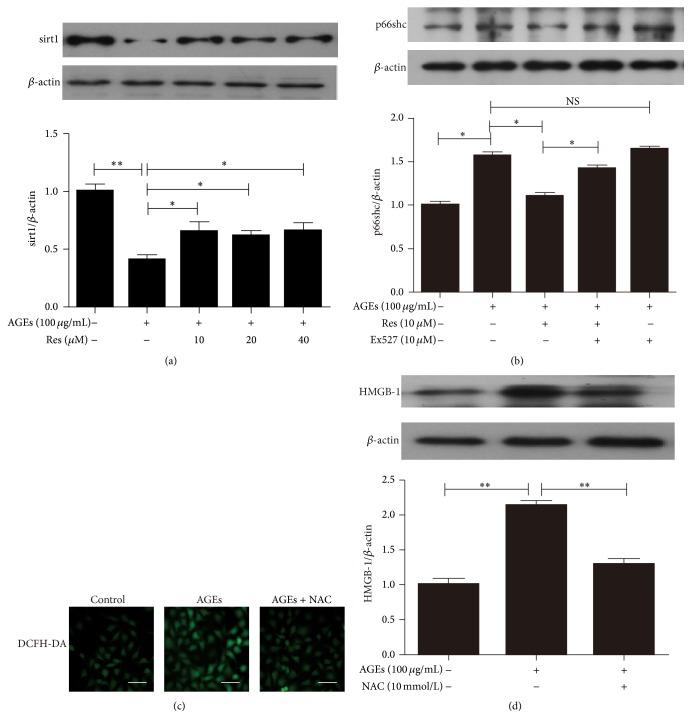 https://cdn.ncbi.nlm.nih.gov/pmc/blobs/b4f1/4698939/de7abbd214fc/OMCL2016-1943918.003.jpg