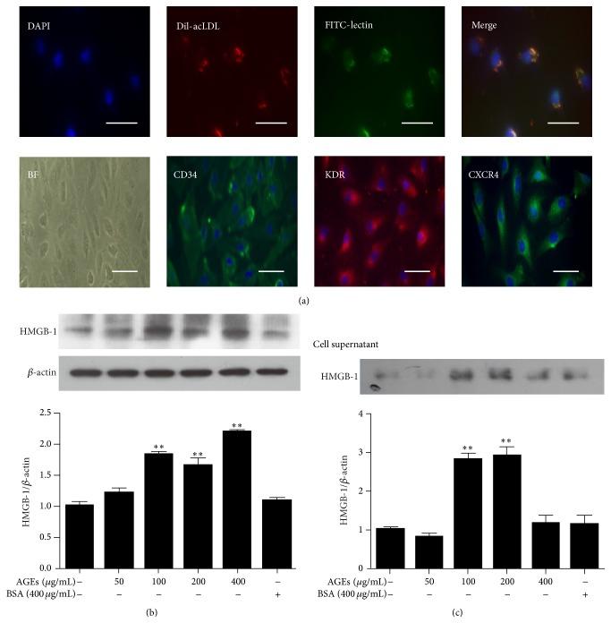 https://cdn.ncbi.nlm.nih.gov/pmc/blobs/b4f1/4698939/ec4f20e4f7b9/OMCL2016-1943918.002.jpg