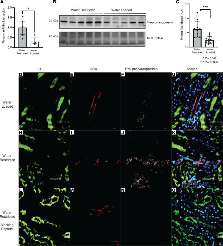 https://cdn.ncbi.nlm.nih.gov/pmc/blobs/b4f3/9869977/02d6a62e9eef/jciinsight-7-161765-g096.jpg