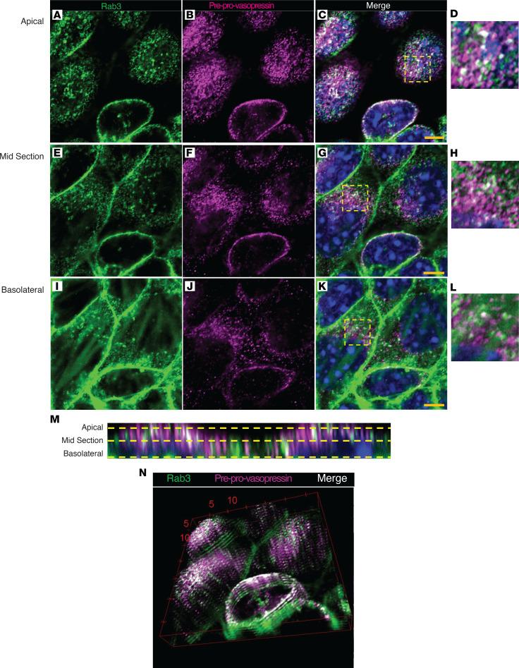 https://cdn.ncbi.nlm.nih.gov/pmc/blobs/b4f3/9869977/4b424f34dff4/jciinsight-7-161765-g092.jpg