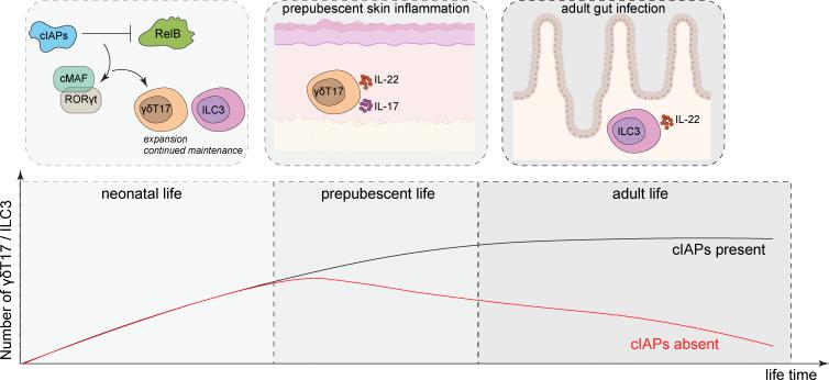 https://cdn.ncbi.nlm.nih.gov/pmc/blobs/b4f6/10345214/5f63404d4c2e/JEM_20221534_GA.jpg