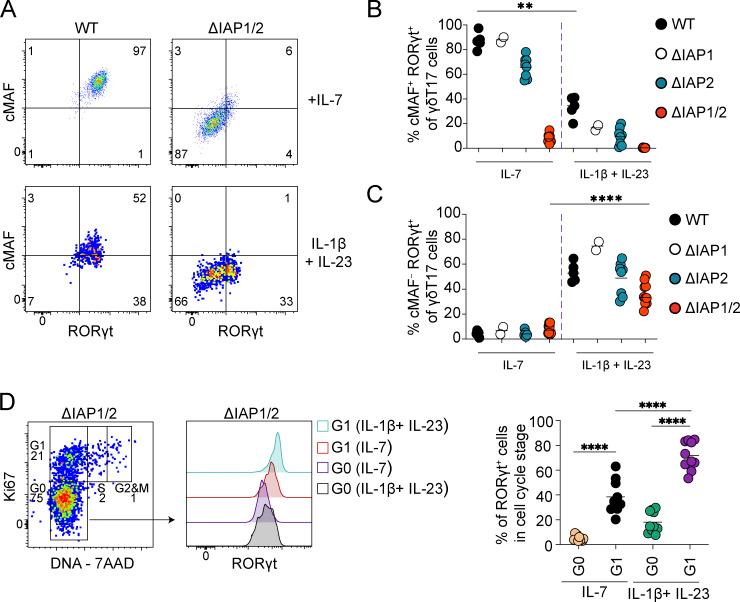 https://cdn.ncbi.nlm.nih.gov/pmc/blobs/b4f6/10345214/7b10be818bbb/JEM_20221534_Fig6.jpg
