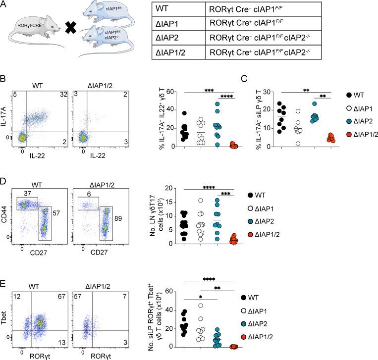 https://cdn.ncbi.nlm.nih.gov/pmc/blobs/b4f6/10345214/a3753cccfa9e/JEM_20221534_Fig1.jpg