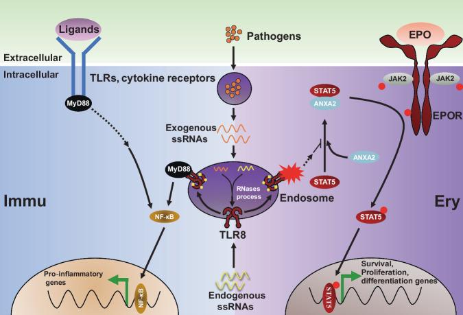 https://cdn.ncbi.nlm.nih.gov/pmc/blobs/b4fb/11227506/a768eb83abb0/41467_2024_50066_Fig8_HTML.jpg