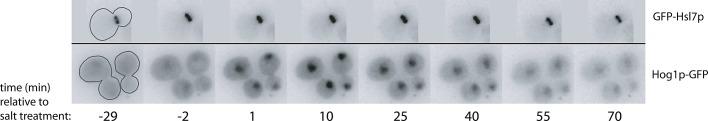 https://cdn.ncbi.nlm.nih.gov/pmc/blobs/b504/3608501/79693a191a98/914fig4.jpg