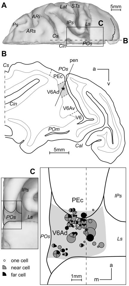 https://cdn.ncbi.nlm.nih.gov/pmc/blobs/b505/3157346/1b233c6b7a20/pone.0023335.g008.jpg