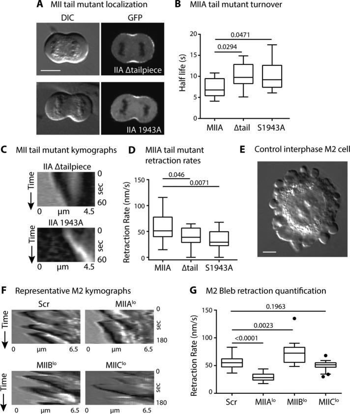 https://cdn.ncbi.nlm.nih.gov/pmc/blobs/b505/6724514/1967b10e70ea/mbc-30-1051-g005.jpg
