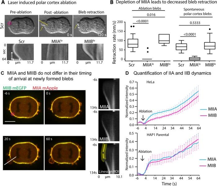 https://cdn.ncbi.nlm.nih.gov/pmc/blobs/b505/6724514/88b1879e5647/mbc-30-1051-g001.jpg