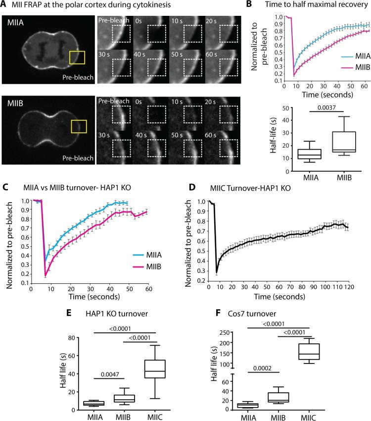 https://cdn.ncbi.nlm.nih.gov/pmc/blobs/b505/6724514/be3f4df991a1/mbc-30-1051-g003.jpg