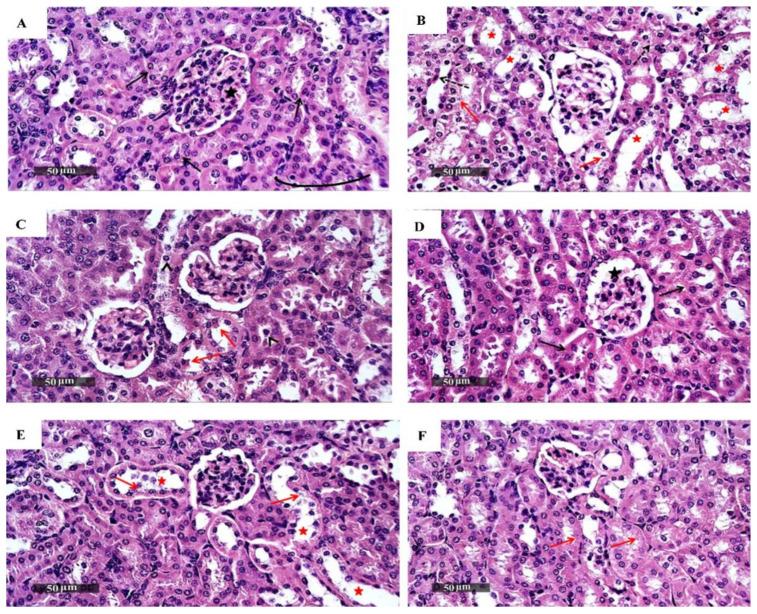 https://cdn.ncbi.nlm.nih.gov/pmc/blobs/b506/8945686/c69f539fd4b2/biomedicines-10-00722-g003.jpg