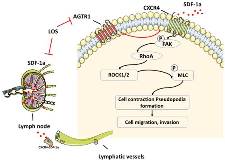https://cdn.ncbi.nlm.nih.gov/pmc/blobs/b507/6628987/822e53b1849e/aging-11-102032-g008.jpg