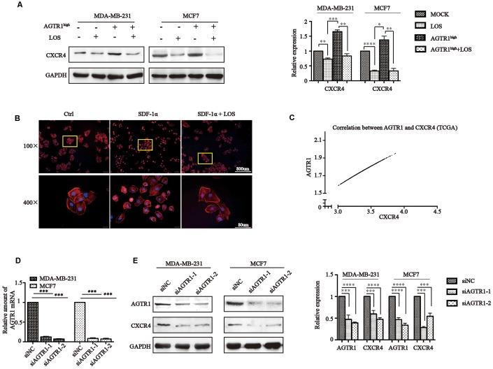 https://cdn.ncbi.nlm.nih.gov/pmc/blobs/b507/6628987/f02933a55d0a/aging-11-102032-g006.jpg