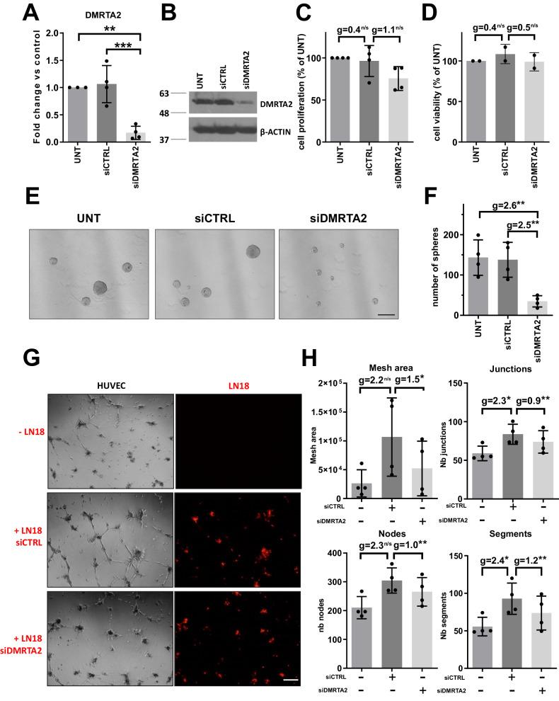 https://cdn.ncbi.nlm.nih.gov/pmc/blobs/b50b/10954651/1f2c091efa08/41419_2024_6603_Fig4_HTML.jpg