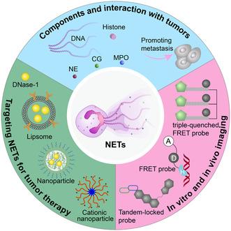 https://cdn.ncbi.nlm.nih.gov/pmc/blobs/b50b/11935012/7f1b881afd3f/SMSC-4-2400212-g003.jpg