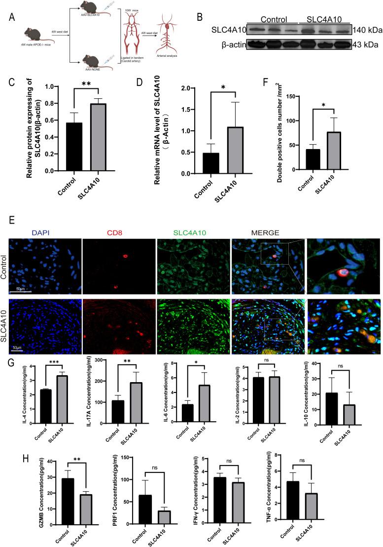 https://cdn.ncbi.nlm.nih.gov/pmc/blobs/b50b/12159029/1997e6e068c9/fimmu-16-1568999-g002.jpg