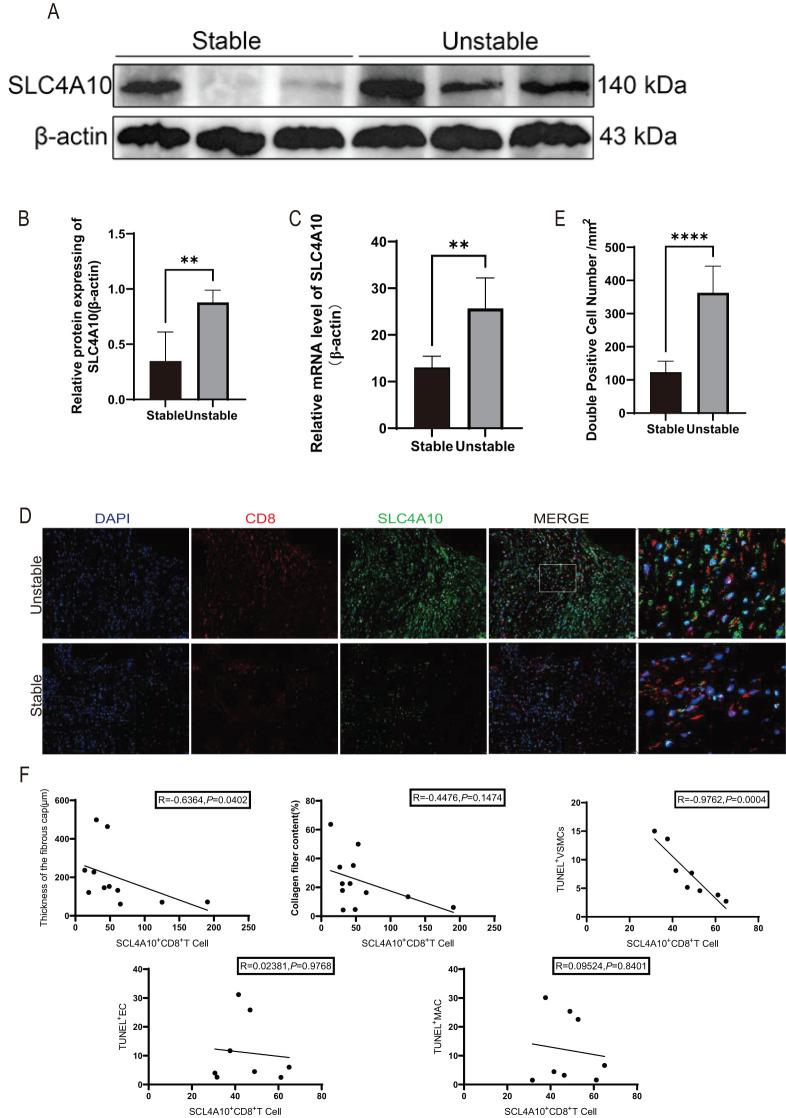 https://cdn.ncbi.nlm.nih.gov/pmc/blobs/b50b/12159029/2e497e490dbf/fimmu-16-1568999-g001.jpg