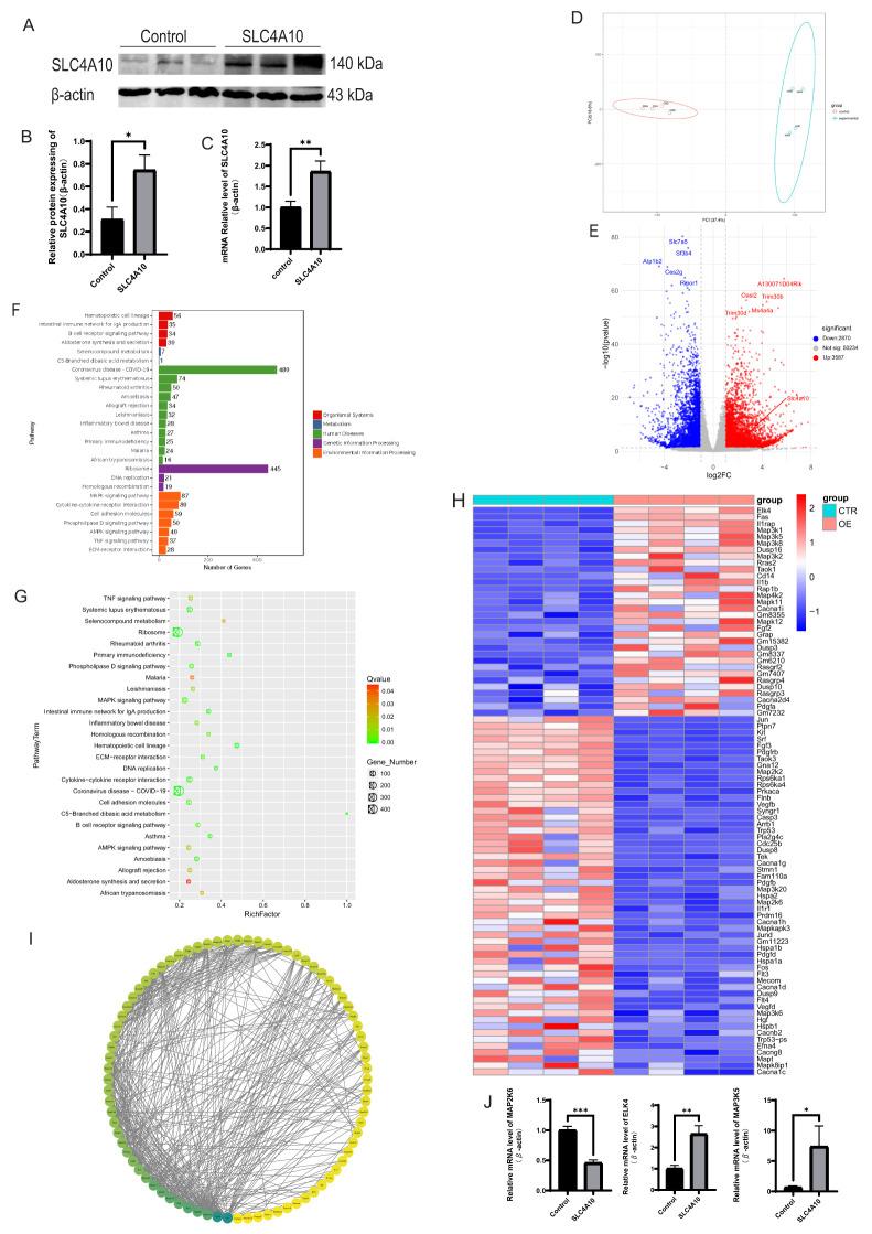 https://cdn.ncbi.nlm.nih.gov/pmc/blobs/b50b/12159029/b6388840ece3/fimmu-16-1568999-g005.jpg