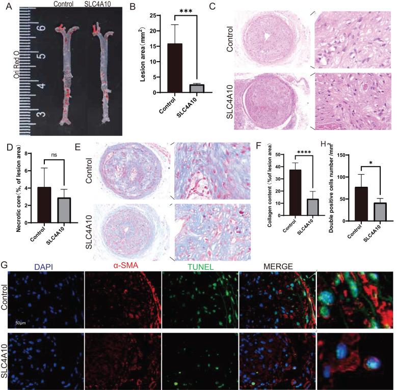 https://cdn.ncbi.nlm.nih.gov/pmc/blobs/b50b/12159029/f72529766594/fimmu-16-1568999-g003.jpg