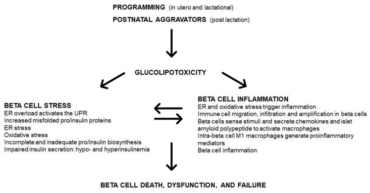 https://cdn.ncbi.nlm.nih.gov/pmc/blobs/b50f/7694373/5e8029b861d1/metabolites-10-00444-g001.jpg