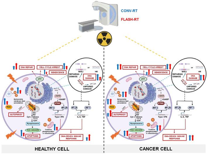 https://cdn.ncbi.nlm.nih.gov/pmc/blobs/b511/12098440/442b57c2f226/fcell-13-1575678-g001.jpg
