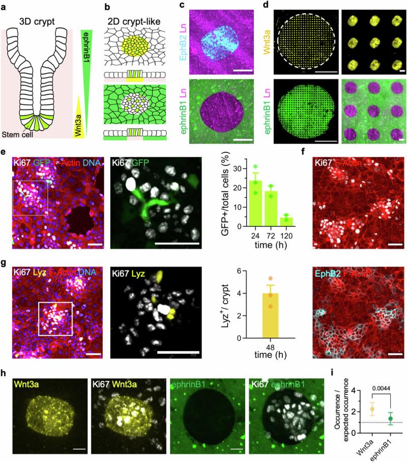 https://cdn.ncbi.nlm.nih.gov/pmc/blobs/b516/11698991/50d3adff2154/41467_2024_55651_Fig1_HTML.jpg