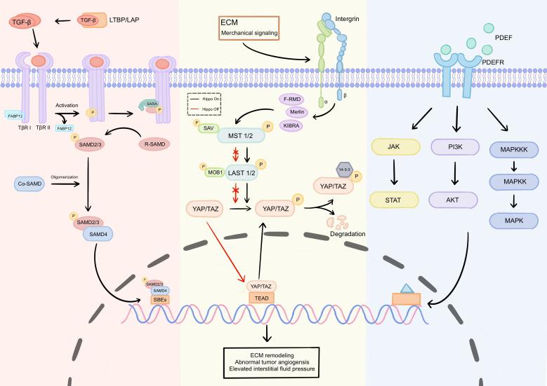 https://cdn.ncbi.nlm.nih.gov/pmc/blobs/b517/12198227/1035b00dc5a2/fimmu-16-1614228-g002.jpg