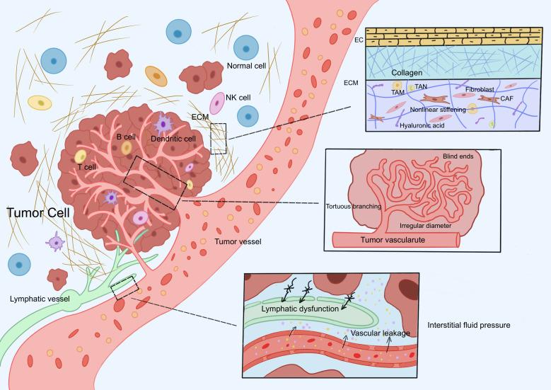 https://cdn.ncbi.nlm.nih.gov/pmc/blobs/b517/12198227/33a16affb070/fimmu-16-1614228-g001.jpg