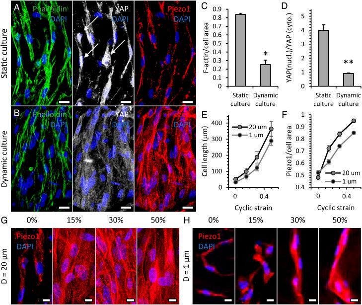 https://cdn.ncbi.nlm.nih.gov/pmc/blobs/b518/9974439/146abcef6b36/pnas.2213030120fig04.jpg
