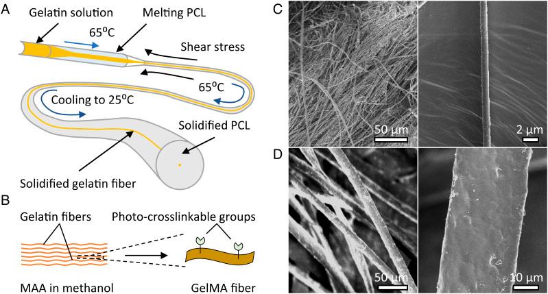 https://cdn.ncbi.nlm.nih.gov/pmc/blobs/b518/9974439/1c7fcbe5e129/pnas.2213030120fig01.jpg