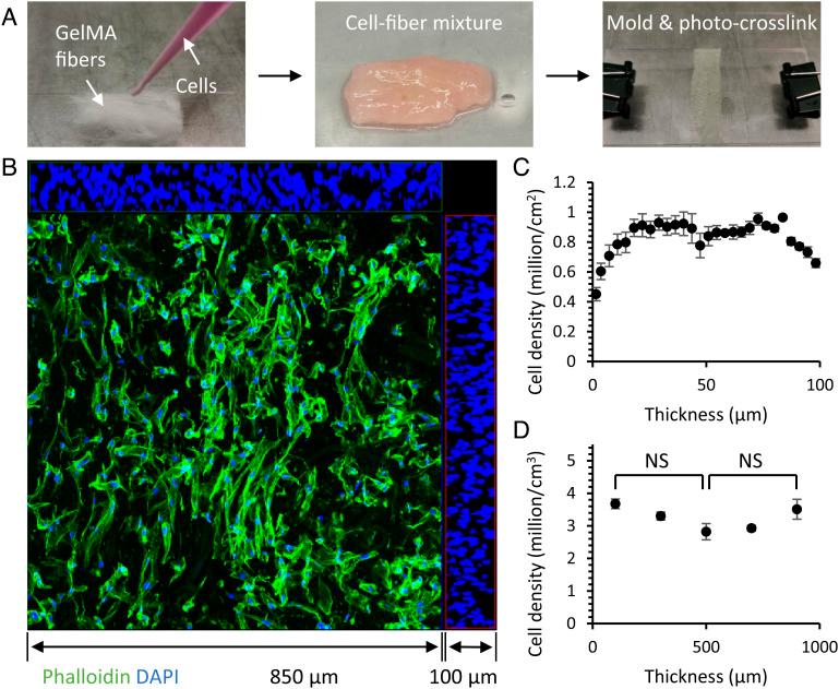 https://cdn.ncbi.nlm.nih.gov/pmc/blobs/b518/9974439/cc3882a2cea0/pnas.2213030120fig03.jpg