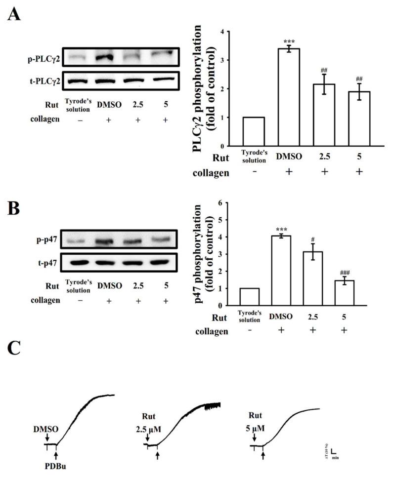 https://cdn.ncbi.nlm.nih.gov/pmc/blobs/b51f/8537152/187617d24211/ijms-22-11109-g003.jpg