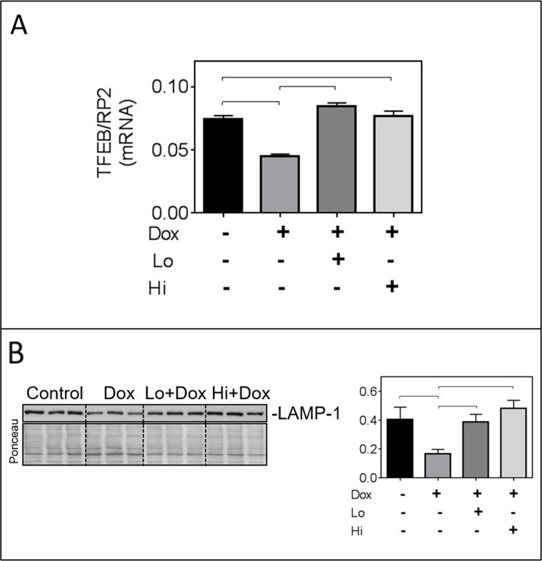 https://cdn.ncbi.nlm.nih.gov/pmc/blobs/b524/5675643/76f5a712ec97/oncotarget-08-87415-g004.jpg