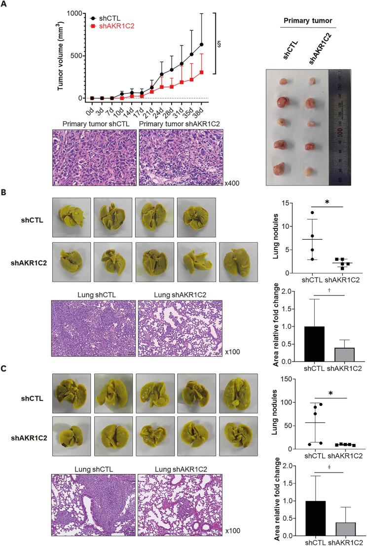 https://cdn.ncbi.nlm.nih.gov/pmc/blobs/b525/9981988/a608e9b288c5/jbc-26-60-g003.jpg