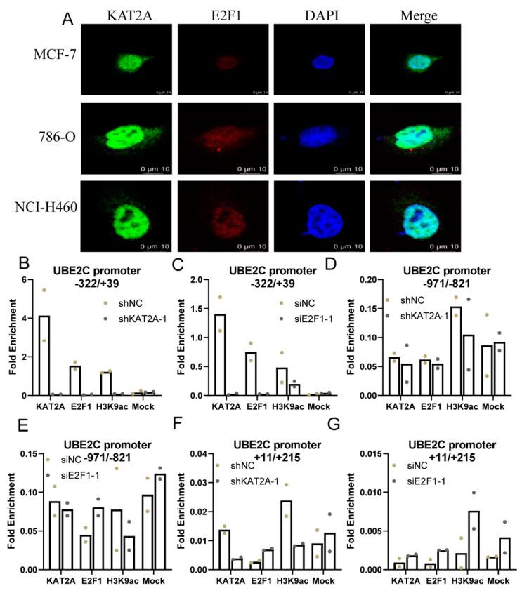 https://cdn.ncbi.nlm.nih.gov/pmc/blobs/b52a/9602169/7351c980a222/genes-13-01817-g004.jpg