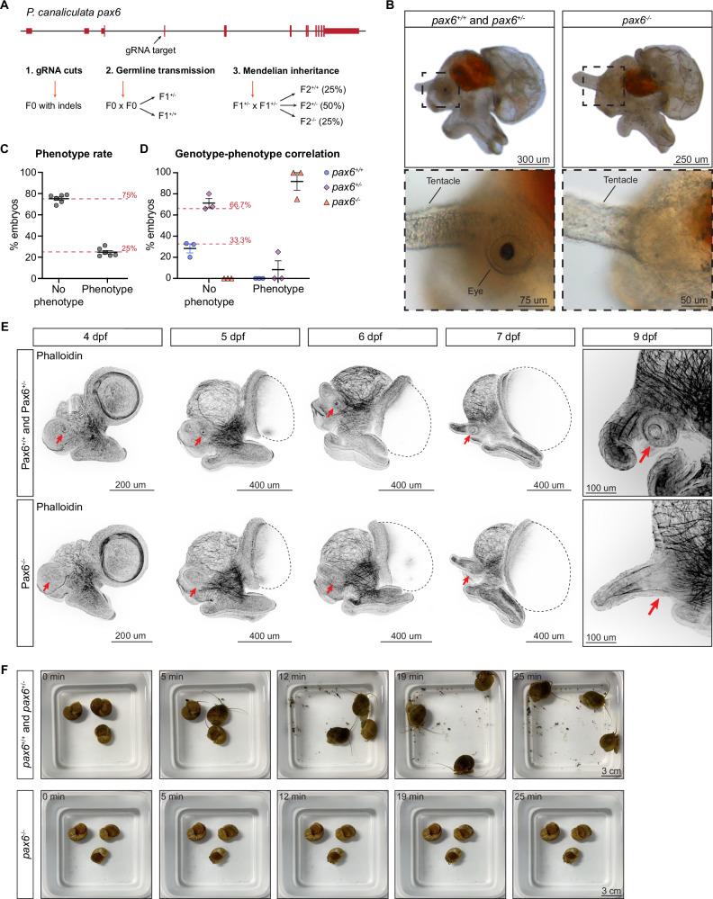 https://cdn.ncbi.nlm.nih.gov/pmc/blobs/b52b/12328594/02070153a190/41467_2025_61681_Fig6_HTML.jpg