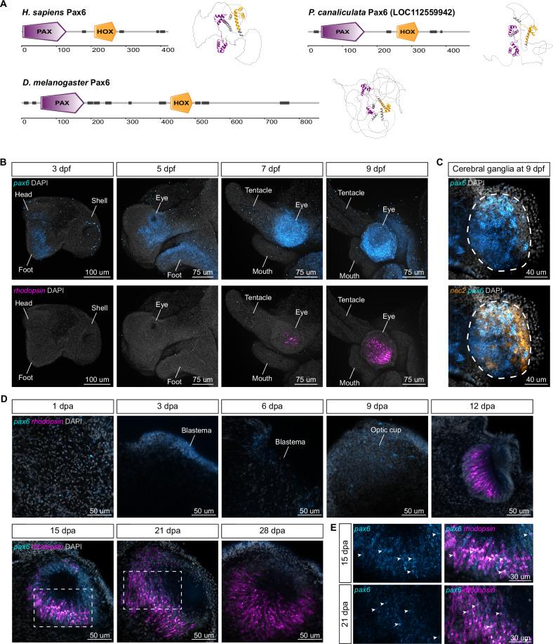 https://cdn.ncbi.nlm.nih.gov/pmc/blobs/b52b/12328594/0641dc241697/41467_2025_61681_Fig5_HTML.jpg
